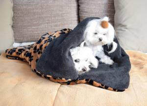 Schlafsack ,Decke ,Spielplatz für Hunde COGNAC PAWS