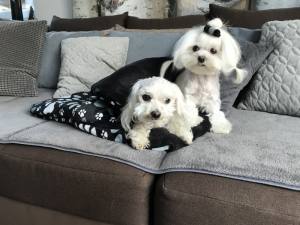 Schlafsack ,Decke ,Spielplatz für Hunde DARKBLUE PAWS