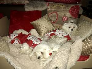 Schlafsack ,Decke ,Spielplatz für Hunde MINKY CREME