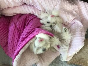Schlafsack ,Decke ,Spielplatz für Hunde MINKY PINK