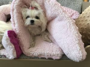 Schlafsack ,Decke ,Spielplatz für Hunde MINKY ROSE