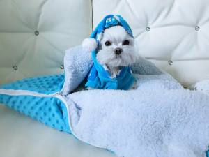 Schlafsack ,Decke ,Spielplatz für Hunde MINKY SKY BLUE