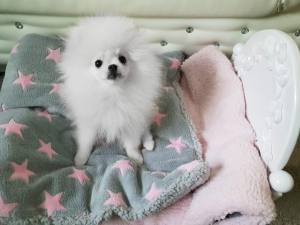 Schlafsack ,Decke ,Spielplatz für Hunde STAR GREY ROSA