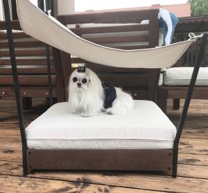 Hunde Schleife ANKER BLAU
