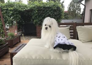 Hunde Schleife ANKER WEISS