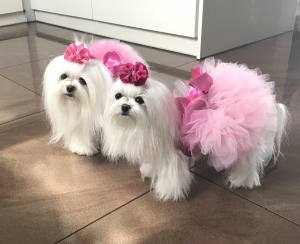 Hunde Schleife Exclusive PREMIUM