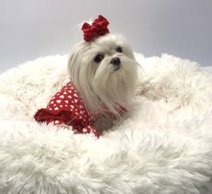 Hunde Schleife Exclusive PREMIUM
