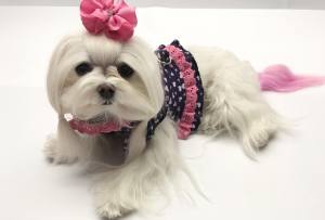 Hunde Schleife Exclusive PREMIUM