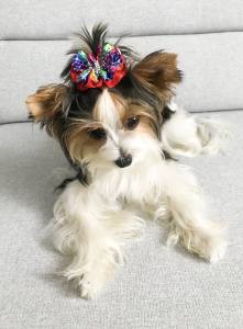 Hunde Schleife Exclusive PREMIUM