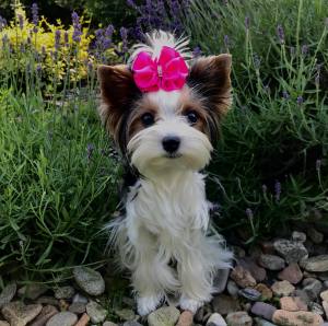 Hunde Schleife Exclusive PREMIUM
