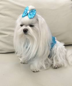 Hunde Schleife Exclusive Strass Punkte