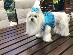 Hunde Schleife Exclusive Strass Punkte