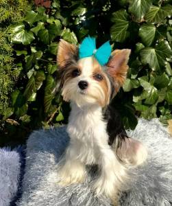 Hunde Schleife Exclusive TÜLL Farben Wahl