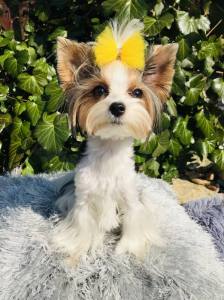 Hunde Schleife Exclusive TÜLL Farben Wahl
