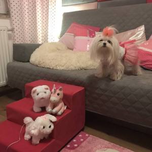 Hunde Schleife Exclusive TÜLL Farben Wahl