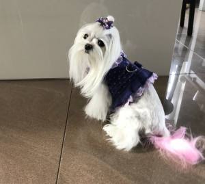Hunde Schleife FLOWERS Handmade