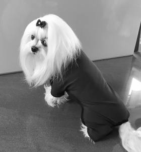 Hunde Schleife  * MINI STRASS * Farben Wahl