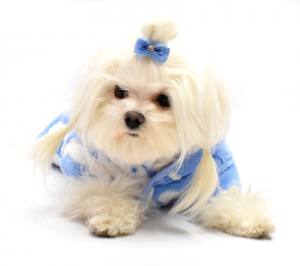 Hunde Schleife  * MINI STRASS * Farben Wahl