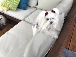 Hunde Schleife  * MINI STRASS * Farben Wahl