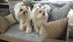 Hunde Schleife  * MINI STRASS * Farben Wahl