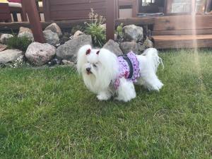 Hunde Schleife  * MINI STRASS * Farben Wahl