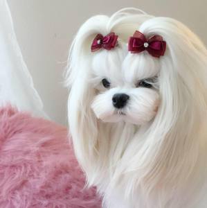 Hunde Schleife  * MINI STRASS * Farben Wahl