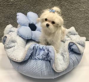 Hunde Schleife  * MINI STRASS * Farben Wahl