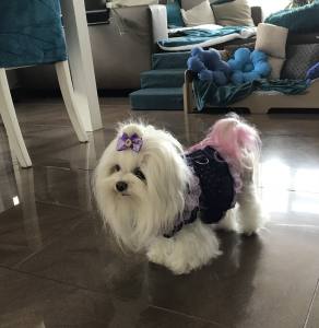 Hunde Schleife ,Spange BLUME mit Strass