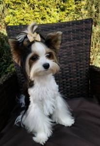 Hunde Schleife ,Spange GOLD HEART GOLD