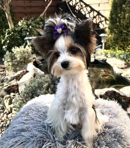 Hunde Schleife ,Spange GOLD HEART PURPLE