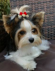 Hunde Schleife ,Spange GOLD HEART GREY- RED