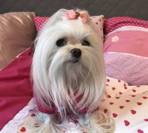 Hunde Schleife ,Spange ROSA HERZ