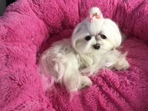Hunde Schleife ,Spange ROSA HERZ