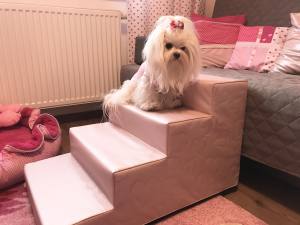 Hunde Schleife ,Spange SILVER HEART ROSE