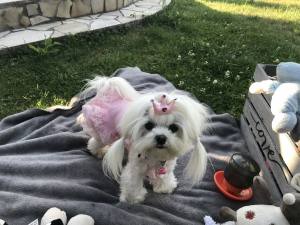 Hunde Schleife für besondere Anlässe Yorki,Malteser,Shitzu BIG CROWN