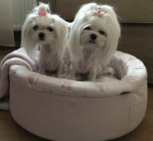 Hunde Schleife für besondere Anlässe Yorki,Malteser,Shitzu BIG CROWN