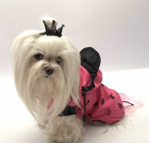 Hunde Schleife für besondere Anlässe Yorki,Malteser,Shitzu BIG CROWN