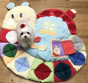 Schnecke Schnüffelteppich Spielteppich für Hunde,Katzen,Welpen