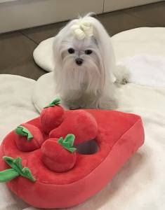 Hunde Schnüffelspiel BIG STRAWBEERY