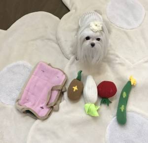 Hunde Schnüffelspiel GEMÜSE LUNCHBOX