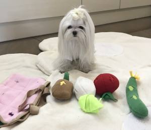 Hunde Schnüffelspiel GEMÜSE LUNCHBOX