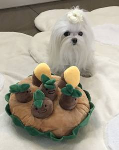 Hunde Schnüffelspiel Lustige Kartoffeln