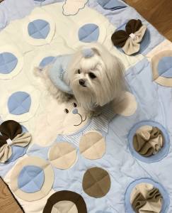 Schnüffelteppich HUNDE  für Hunde,Katzen,Welpen