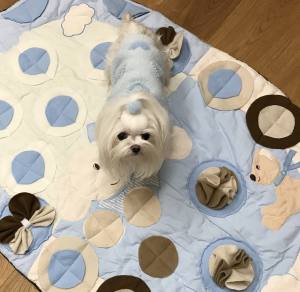 Schnüffelteppich HUNDE  für Hunde,Katzen,Welpen