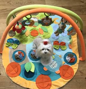 Schnüffelteppich WALD mit Bögen für Hunde,Katzen,Welpen