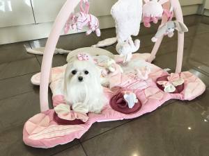 Schnüffelteppich HASE mit Bögen für Hunde,Katzen,Welpen