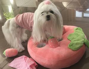 Hunde Schnüffelspiel Erdbeerenfeld rosa/Grün