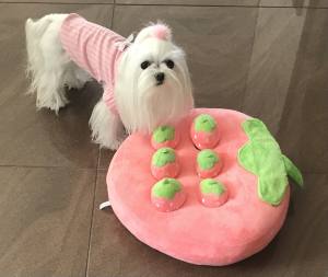 Hunde Schnüffelspiel Erdbeerenfeld rosa/Grün