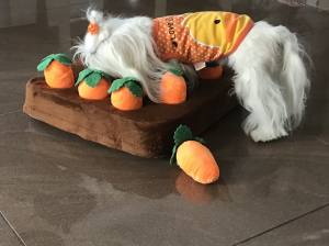 Hunde Schnüffelspiel Karotten-Feld