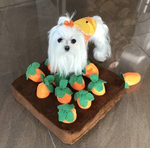Hunde Schnüffelspiel Karotten-Feld